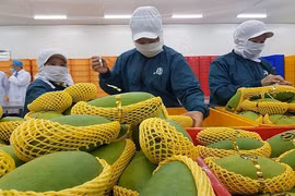 Xuất khẩu rau quả sang Trung Quốc tiếp tục tăng mạnh