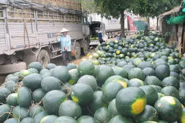 Tránh thối hỏng, ùn ứ, sẽ tăng xuất khẩu nông sản qua hàng không, đường sắt