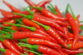 Ớt xuất khẩu sang Hàn Quốc, Đài Loan (Trung Quốc) sẽ bị tăng cường kiểm tra an toàn thực phẩm