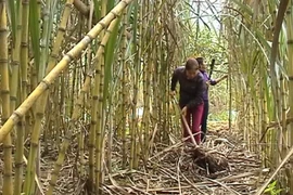 11 nhà máy đường đóng cửa, nghi do đường Thái Lan bán phá giá vào Việt Nam 