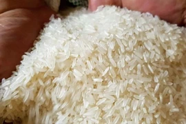 Indonesia cần thêm 1,5 triệu tấn gạo dự trữ quốc gia trong năm 2023