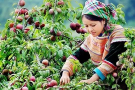 Tổ chức “Ngày đặc sản Sơn La” trên Sendo.vn