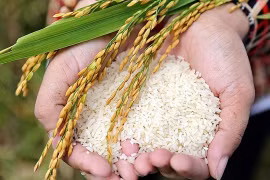 Giám sát chặt chẽ thị trường lúa gạo