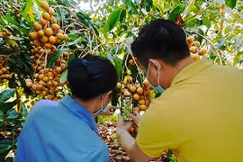 Lập thêm 10 triệu tài khoản để bán nông sản trên sàn Postmart, Vỏ Sò
