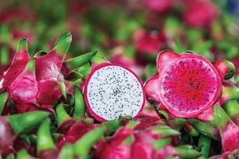 Sầu riêng, thanh long, đậu bắp… xuất sang EU sẽ bị tăng tần suất kiểm tra