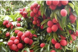 Được mùa vải thiều, Hải Dương dự kiến thị trường tiêu thụ khoảng 60.000 tấn