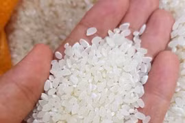 Thêm doanh nghiệp muốn nhập khẩu gạo chất lượng cao từ Việt Nam