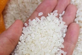 Thêm doanh nghiệp muốn nhập khẩu gạo chất lượng cao từ Việt Nam