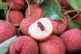 Bán vải thiều Hải Dương trên 4 sàn thương mại điện tử 