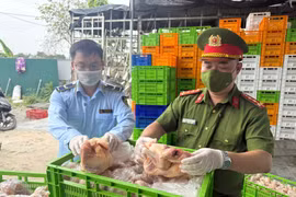 Ngăn chặn hàng chục tấn gà đông lạnh mập mờ xuất xứ chuẩn bị tuồn ra thị trường