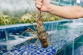 Tôm hùm xuất khẩu tăng gấp 18 lần