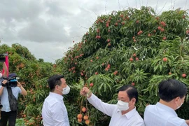 Làm lễ… “xuất ngoại” cho vải thiều