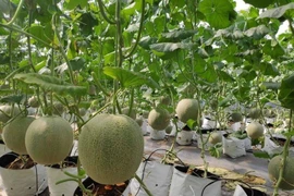 “Tuần lễ nông sản Việt” trên sàn thương mại điện tử