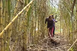 Đường nhập khẩu tăng gấp gần 5 lần, Bộ Công Thương quyết định điều tra áp dụng biện pháp phòng vệ thương mại