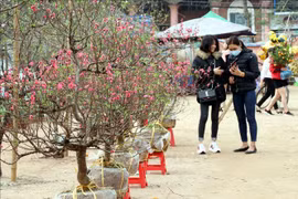 Tết Nhâm Dần 2022: Hà Nội tổ chức 78 điểm chợ hoa Xuân