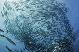 Xuất khẩu thủy sản sang Mỹ có thể tăng mạnh