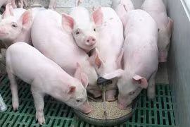 Giá lợn hơi tiếp tục giảm