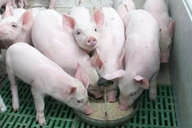 Giá lợn hơi tiếp tục giảm