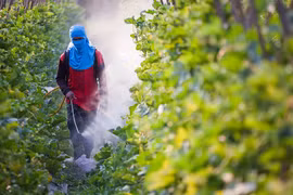 EU từ bỏ kế hoạch cắt giảm thuốc trừ sâu, doanh nghiệp xuất khẩu Việt Nam cần làm gì?