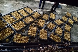 Đang vận chuyển hơn 18.000 con vịt con giống không rõ xuất xứ thì bị phát hiện