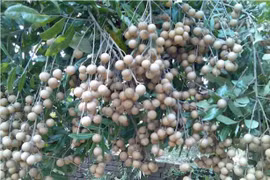 Nhiều lại trái cây giá thấp khó tin