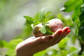 Mận Sơn La, bơ Đắk Lăk sẽ lên được bán trên sàn thương mại điện tử