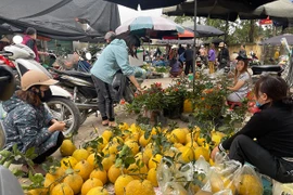 Chợ Tết: Vắng vẻ hơn nhiều so với mọi năm, giá cả chỉ biến động nhẹ