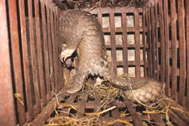 Yêu cầu rà soát, gỡ bỏ thông tin rao bán động vật hoang dã trên mạng