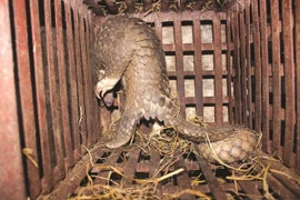 Yêu cầu rà soát, gỡ bỏ thông tin rao bán động vật hoang dã trên mạng