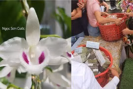 Bộ Công Thương nói về giao dịch lan trăm tỷ: Chưa có cơ sở rõ ràng để định giá lan đột biến