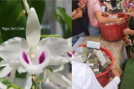 Bộ Công Thương nói về giao dịch lan trăm tỷ: Chưa có cơ sở rõ ràng để định giá lan đột biến