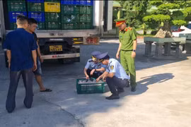 Phát hiện 8 tấn sản phẩm gia cầm không rõ nguồn gốc đang vận chuyển liên tỉnh