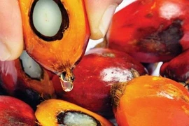 Giá dầu ăn trong nước sẽ giảm khi Indonesia bãi bỏ lệnh cấm xuất khẩu dầu cọ?