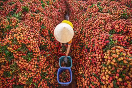 Thiếu “nhạc trưởng” điều phối, tiêu thụ nông sản khó thoát cảnh manh mún, tự phát