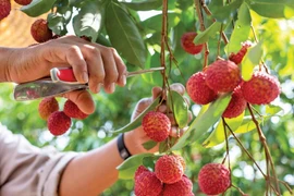 Sáu sàn thương mại điện tử vào cuộc tiêu thụ vải thiều