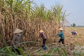 Rà soát cuối kỳ đối với một số sản phẩm đường mía có xuất xứ từ Thái Lan 