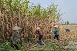 Rà soát cuối kỳ đối với một số sản phẩm đường mía có xuất xứ từ Thái Lan 