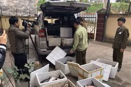Liên tiếp phát hiện cá tầm giá rẻ nhập lậu, phải siết lại thị trường