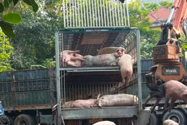 Bị phát hiện khi đang vận chuyển lợn nhiễm dịch tả lợn châu Phi đi tiêu thụ
