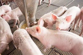 Giá lợn hơi tiếp tục giảm, cao nhất còn 70.000 đồng/kg