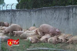 Tiêu hủy 150 con lợn bệnh lở mồm long móng