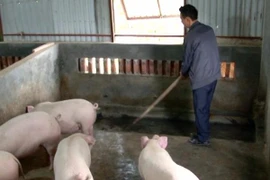 Gần 280.000 hộ chăn nuôi cam kết không sử dụng chất cấm