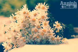 Cúc họa mi về phố