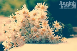 Cúc họa mi về phố