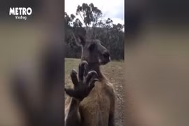 Ám ảnh video kangaroo cố gắng gõ cửa