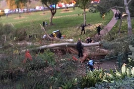 Cây to bất ngờ đổ vào đám cưới, mẹ cô dâu thiệt mạng