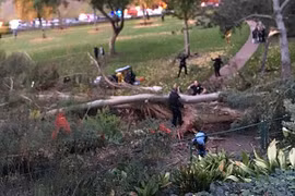 Cây to bất ngờ đổ vào đám cưới, mẹ cô dâu thiệt mạng