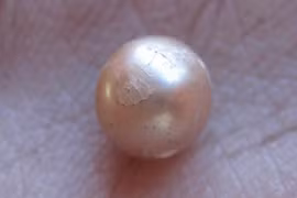 Úc: Tìm thấy viên ngọc trai tự nhiên 2.000 tuổi 