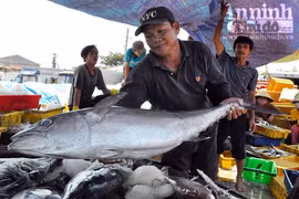 Quảng Ngãi: Ngư dân trúng lộc tôm nhí dịp đầu năm