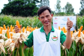 Ngô biến đổi gen chính thức ra ruộng